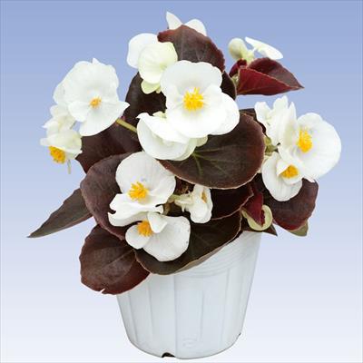 ベゴニア セネタiQ ホワイト