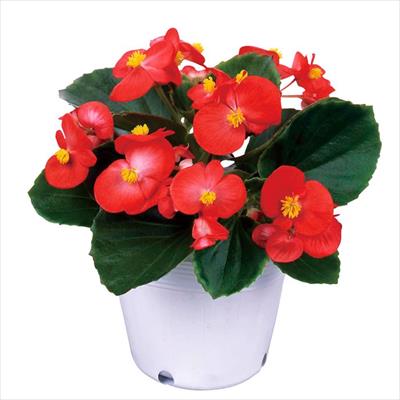 ベゴニア エンペラー レッド（ver.2）