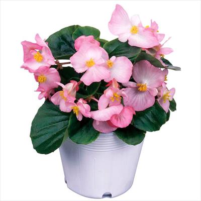 ベゴニア エンペラー ピンク