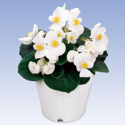 ベゴニア エンペラー ホワイト