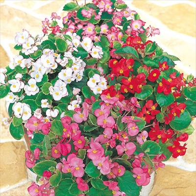 ベゴニア アンバサダー ミックス