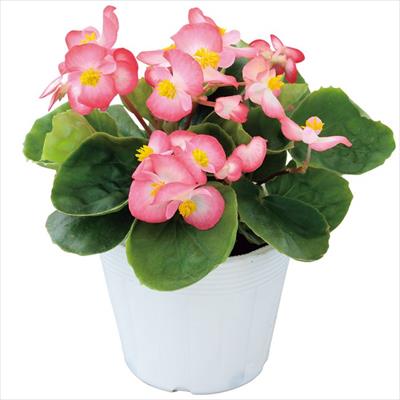 ベゴニア スプリントプラス ブラッシュ