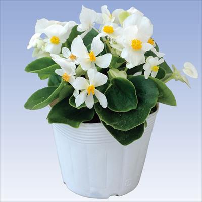 ベゴニア スプリントプラス ホワイト