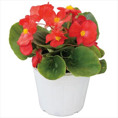 ベゴニア スプリントプラス レッド