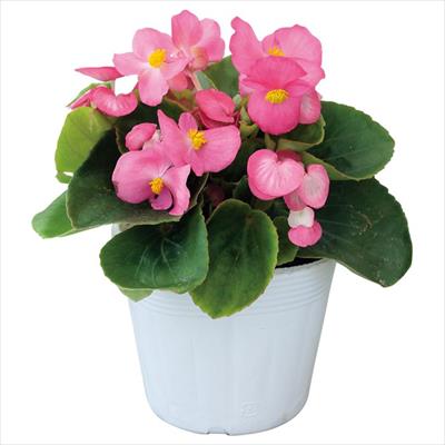 ベゴニア スプリントプラス ローズ