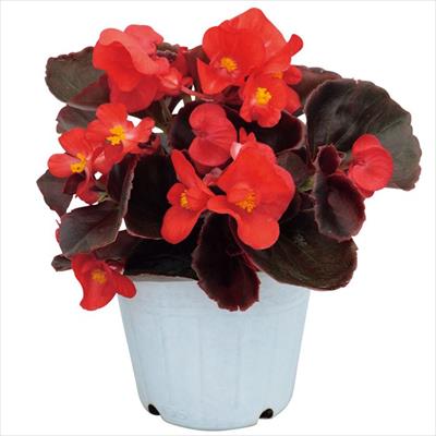 ベゴニア セネタiQ スカーレット