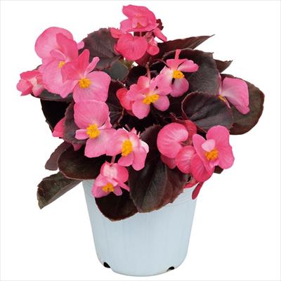 ベゴニア セネタiQ ディープローズ