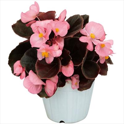 ベゴニア セネタiQ ローズ