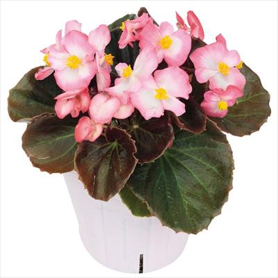 ベゴニア セネタiQ ローズバイカラー