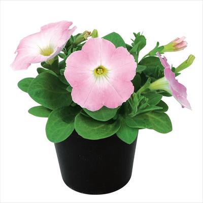 ペチュニア エコチュニア(R) ラベンダーピンク