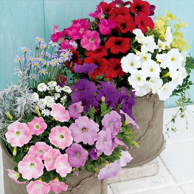 ペチュニア エコチュニア(R) ミックス