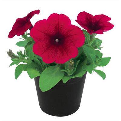 ペチュニア エコチュニア(R) チェリーローズ