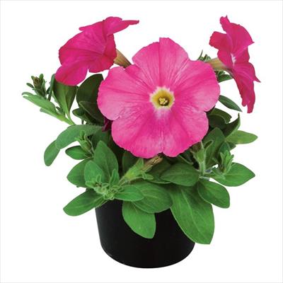 ペチュニア エコチュニア(R) ローズピンク（ver.2）