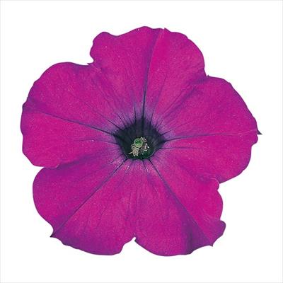 ペチュニア バカラ マジェンタ