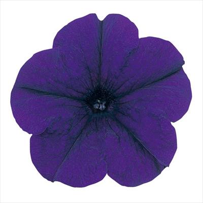 ペチュニア バカラ ブルー（ver.2）