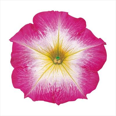 ペチュニア バカラiq ピンクモーン 種 タネ 球根 苗の通販はサカタのタネ オンラインショップ
