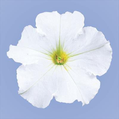 ペチュニア バカラ ホワイト