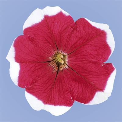 ペチュニア バカラ ローズピコティー