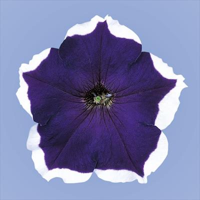 ペチュニア バカラ ブルーピコティー