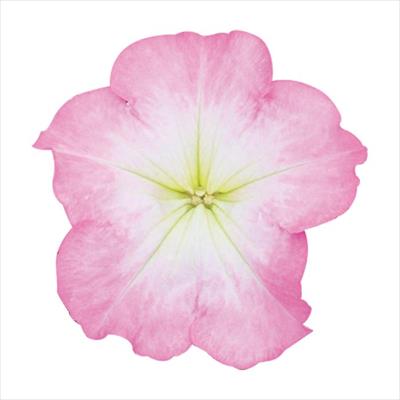 ペチュニア マンボGP ピンクモーン