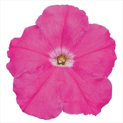 ペチュニア マンボGP ピンク