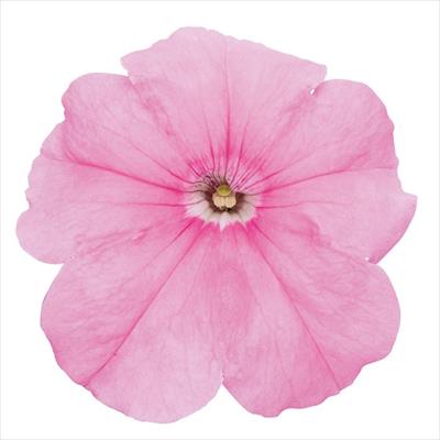 ペチュニア マンボGP スイートピンク