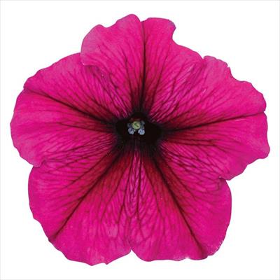 ペチュニア マンボGP バーガンディー