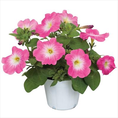 ペチュニア エコチュニア(R) ローズモーン