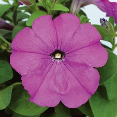 ペチュニア マンボGP バイオレット