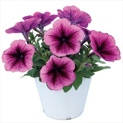 ペチュニア マンボGP プラム