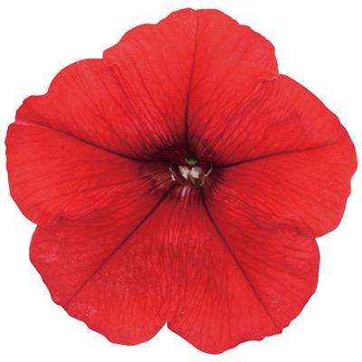 ペチュニア よく咲くペチュニア バカラiQ レッド