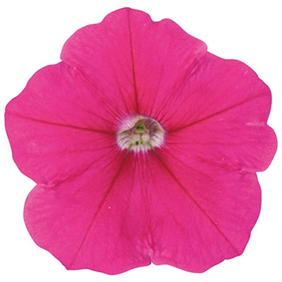 ペチュニア よく咲くペチュニア バカラiQ ローズ