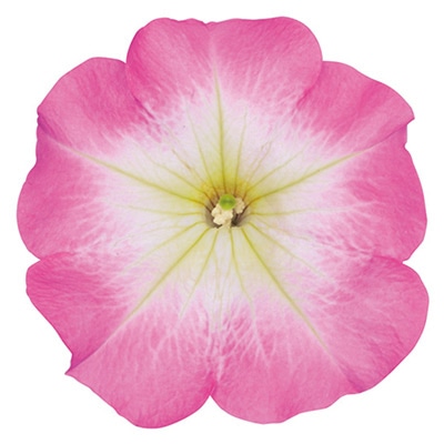 ペチュニア よく咲くペチュニア バカラiQ ピンクモーン