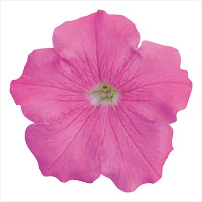 ペチュニア よく咲くペチュニア バカラiQ ピンク