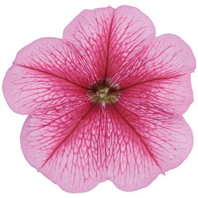 ペチュニア よく咲くペチュニア バカラiQ ストロベリー