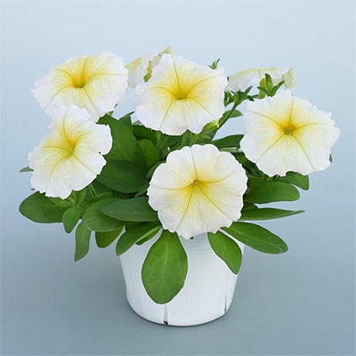 ペチュニア エコチュニア(R) イエロー