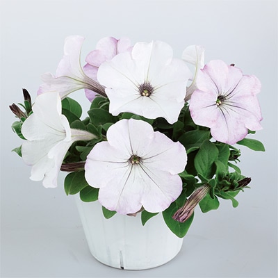 ペチュニア よく咲くペチュニア バカラiQ シルバーホワイト