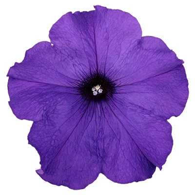 ペチュニア よく咲くペチュニア パフィン ミッドブルー