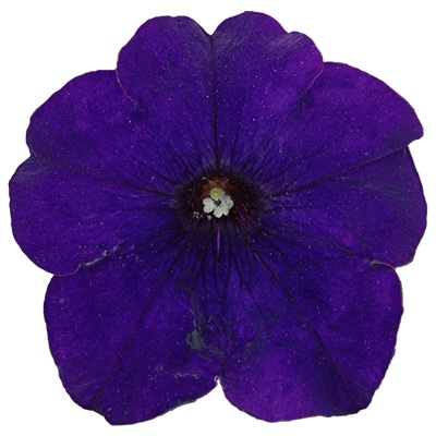 ペチュニア よく咲くペチュニア パフィン ブルー