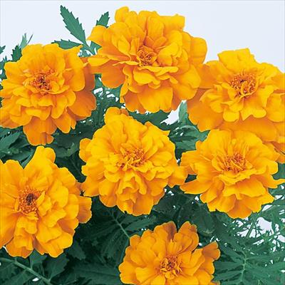 マリーゴールド サファリ オレンジ