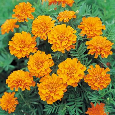 マリーゴールド サファリ タンジェリン