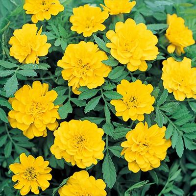 マリーゴールド サファリ イエロー