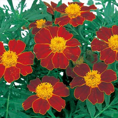 マリーゴールド ディスコ レッド