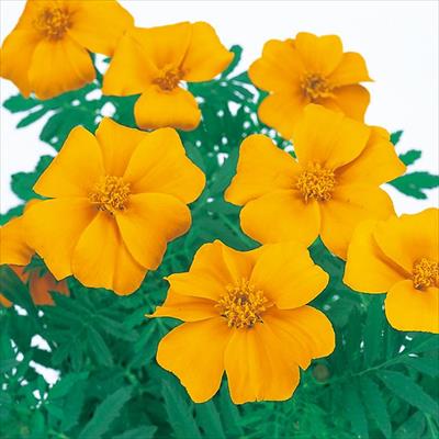 マリーゴールド ディスコ オレンジ