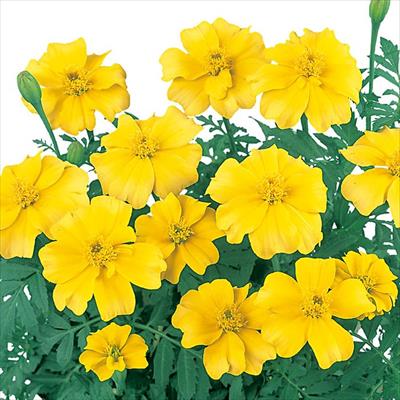 マリーゴールド ディスコ イエロー