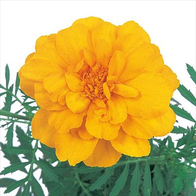 マリーゴールド デュランゴ ゴールド