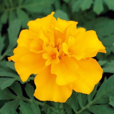 マリーゴールド ホットパック ゴールド