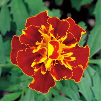 マリーゴールドの種（タネ）｜サカタのタネ オンラインショップ