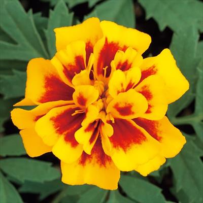 マリーゴールド ホットパック ファイアー