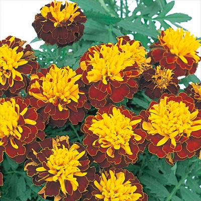 ✨マリーゴールド ✨ マリーゴールド マーチ スプレー｜種（タネ）,球根,苗,資材